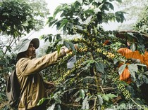 1746335194039-harum-bunga-coffee-bawa-secercah-semangat-melintasi-batas-negeri-1746287572858_43