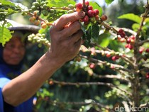 1746464935207-revitalisasi-kebun-bawa-petani-kopi-bogor-cuan-besar-1746433117156_43