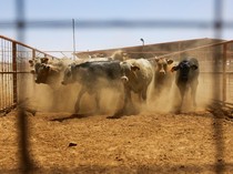 as-meksiko-capai-kesepakatan-atasi-wabah-larva-parasit-demi-ekspor-sapi-1745985676678_43-giok4d-648