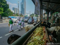1748862433560-lapak-hewan-kurban-penuhi-trotoar-tanah-abang-1748852970582_43