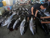 1750784791352-harga-ikan-tuna-ekspor-di-aceh-naik-1750752900752_43