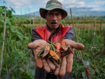 1752253605983-penurunan-produksi-pertanian-kaki-semeru-dampak-anomali-cuaca-1752208411528_43