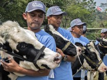 1753273244936-sapi-perah-jadi-primadona-di-kontes-peternakan-bandung-barat-1753250480492_43