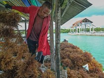 1755883411747-petani-wakatobi-tekuni-budidaya-rumput-laut-coklat-1755849212366_43