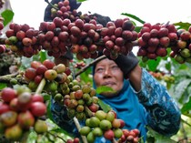 1755926540091-panen-kopi-robusta-di-temanggung-melimpah-tahun-ini-1755840546697_43