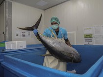 1757396070732-ikan-tuna-ternate-jadi-andalan-ekspor-ribuan-ekor-diolah-tiap-hari-1757320366773_43