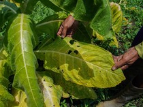 1757956981365-petani-lumajang-hadapi-gagal-panen-tembakau-akibat-kemarau-basah-1757818942300_43