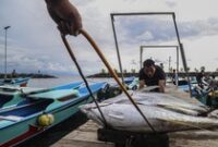 1761391491065-harga-tuna-ekspor-di-ternate-turun-jadi-rp30-ribu-per-kg-1761310038162_43
