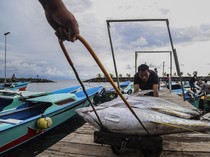 1761391491065-harga-tuna-ekspor-di-ternate-turun-jadi-rp30-ribu-per-kg-1761310038162_43