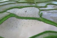 1761499504194-petani-tanah-datar-genjot-produksi-padi-lewat-program-optimasi-1761466706849_43
