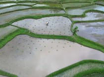 1761499504194-petani-tanah-datar-genjot-produksi-padi-lewat-program-optimasi-1761466706849_43