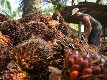 1761651069658-pasokan-kelapa-sawit-buat-bahan-baku-b50-1_43