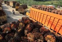 1761758617076-mengejar-rezeki-dari-tbs-sawit-meski-harga-anjlok-parah-2_43