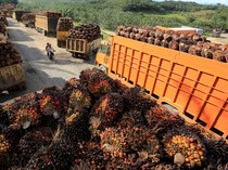 1761758617076-mengejar-rezeki-dari-tbs-sawit-meski-harga-anjlok-parah-2_43