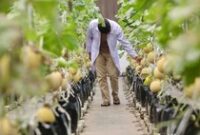 1761802102266-teknologi-iot-dorong-budidaya-melon-modern-di-ragunan-1757406843997_43