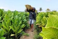 1761845396792-petani-tembakau-lumajang-cuan-ratusan-juta-2_43