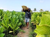 1761845396792-petani-tembakau-lumajang-cuan-ratusan-juta-2_43