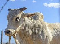 1762082581011-ilustrasi-sapi_43