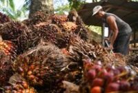 1762277049569-pasokan-kelapa-sawit-buat-bahan-baku-b50-1_43