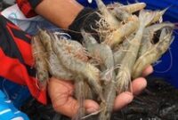 1762406811786-trenggono-panen-udang-hampir-rp-1-m-di-tambak-terbesar-se-ri-ini-potretnya-3_43