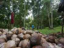 1762601382745-petani-kopra-di-wawonii-bisa-panen-hingga-500-kg-1_43