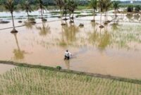 1762687732764-sawah-terendam-banjir-petani-di-deli-serdang-terancam-gagal-panen-1762671269980_43