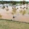 1762687732764-sawah-terendam-banjir-petani-di-deli-serdang-terancam-gagal-panen-1762671269980_43