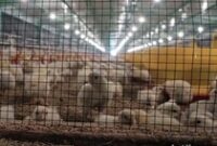 1763205793710-8b4d83b8-b491-42e8-a030-d538ac30f4a4_43