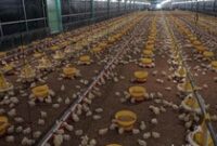 1763270779101-088634c0-1798-43d0-8d6d-2b6f0ce3248d_43