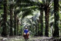 1763400299424-83204789-f71e-4b56-bd3e-544708c8e2f2_43