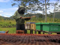 1763443967234-budi-daya-lebah-pugima-hidupkan-ekonomi-warga-papua-pegunungan-1763386845200_43