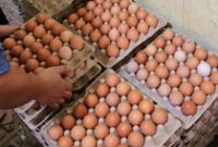 1763550314694-harga-telur-ayam-naik-di-aceh-barat-1_43