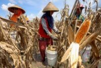 1763615155222-cuaca-ekstrem-bikin-petani-nganjuk-harus-panen-jagung-lebih-awal-1763536976228_43