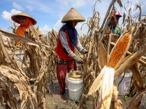 1763615155222-cuaca-ekstrem-bikin-petani-nganjuk-harus-panen-jagung-lebih-awal-1763536976228_43