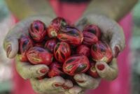 1763960725237-harga-pala-naik-petani-maluku-utara-kian-terangkat-1763906763520_43