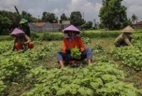 1764392762950-petani-babelan-jaga-produksi-sayuran-untuk-perkuat-rantai-pangan-daerah-1764336924524_43