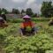 1764392762950-petani-babelan-jaga-produksi-sayuran-untuk-perkuat-rantai-pangan-daerah-1764336924524_43