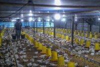 1764522349620-listrik-dorong-produktivitas-peternakan-tertutup-di-konawe-selatan-makin-efisien-1764485592287_43
