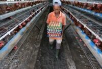 1764565571854-telur-ayam-langka-dan-mahal-dampak-banjir-aceh-1764502813318_43