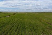 1764695133785-penampakan-proyek-lumbung-padi-seluas-40-hektare-di-merauke-4_43