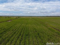 1764695133785-penampakan-proyek-lumbung-padi-seluas-40-hektare-di-merauke-4_43