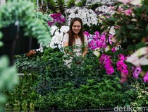 1764997509636-menjelang-nataru-penjualan-tanaman-hias-laris-manis-di-bsd-1764937990564_43