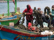 1765256744394-denyut-ekonomi-pesisir-cilincing-tetap-hidup-di-tengah-tumpukan-cangkang-kerang-1765190836313_43