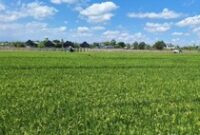 1765278300340-lahan-sawah-di-lombok-barat-ntb-beberapa-waktu-lalu-foto-nathea-citradetikbali_43