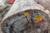 1765278307164-label-kementerian-kehutanan-ditemukan-di-kayu-terdampar-di-lampung-1765174488558_43