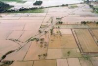 1765364720959-sawah-terendam-banjir-petani-di-deli-serdang-terancam-gagal-panen-1762671270108_43