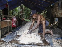 1765429537739-produksi-sagu-tradisional-di-maluku-tengah-1765356509083_43