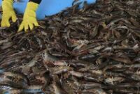 1765451124078-budi-daya-udang-vaname-panen-lebih-cepat-untungnya-juga-melesat-2_43