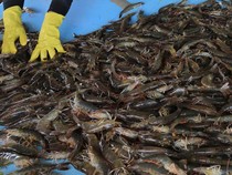 1765451124078-budi-daya-udang-vaname-panen-lebih-cepat-untungnya-juga-melesat-2_43