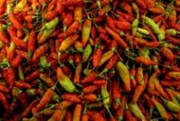 1765645507732-harga-cabai-rawit-merah-tembus-rp-120-ribu-5_43